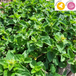 semences bio d'origan grec