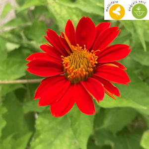 graines de soleil mexicain