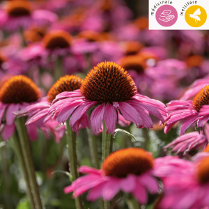 Graines d'Echinacée pourpre
